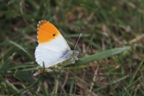 L'Aurore. Un mle (Lpidoptre - Pieridae - Anthocharis cardamines)